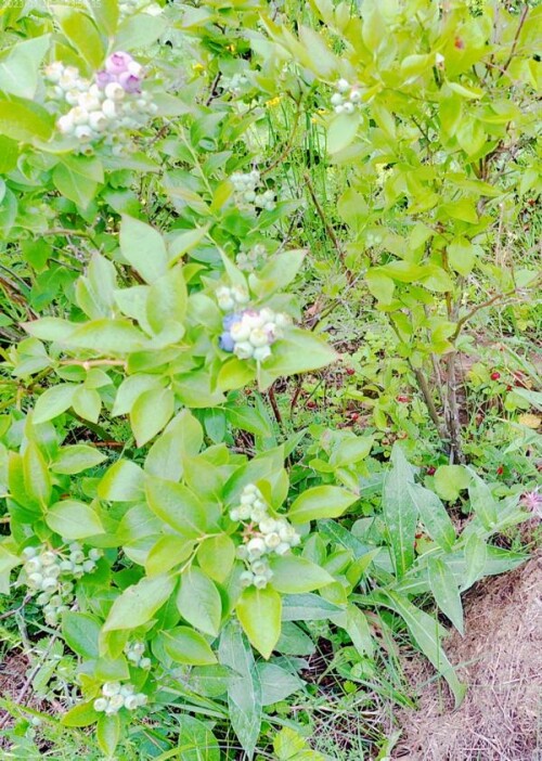 K800_KulturheidelbeereVaccinium-myrtillusL._upscayl_1x_ultrasharp.jpeg