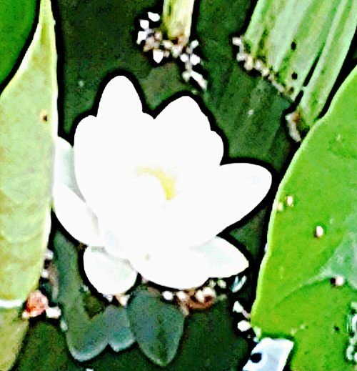 Blute-einer-Weisen-SeeroseNymphaea-albaL._upscayl_1x_ultrasharp.png