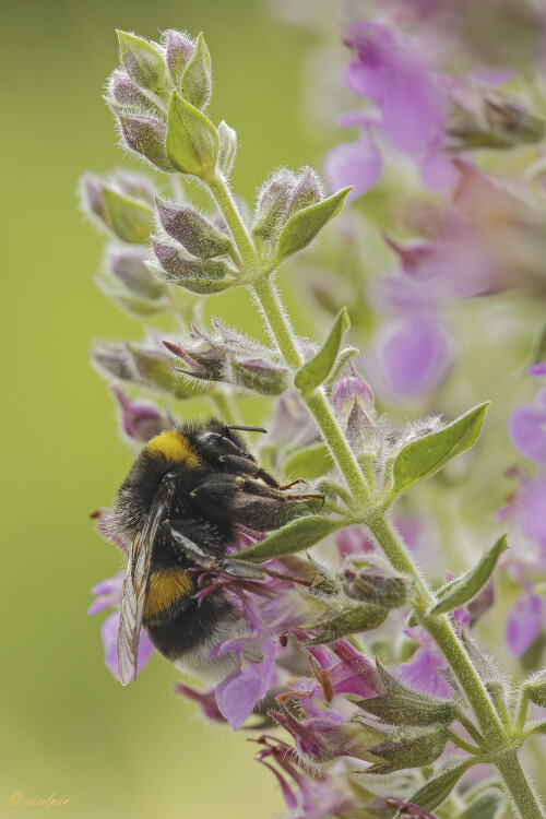 Dunkle-Erdhummel_Bombus-terrestris_20250709_0002_B_Web.jpeg
