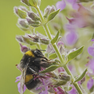 Dunkle-Erdhummel_Bombus-terrestris_20250709_0002_B_Web