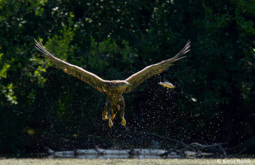 IMGL0008_-Sonja-Haase-Seeadler-Fisch-Augenhohe-lustig.jpeg