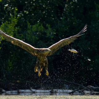 IMGL0008_-Sonja-Haase-Seeadler-Fisch-Augenhohe-lustig