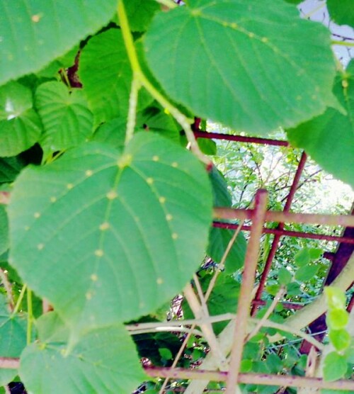 K800_GallmilbengallenEryiophyes-exilis-an-SommerlindeTilia-cordataL._upscayl_1x_ultrasharp.jpeg
