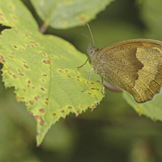 Grosses-Ochsenauge_Maniola-jurtina_20250706_0002_B_Web