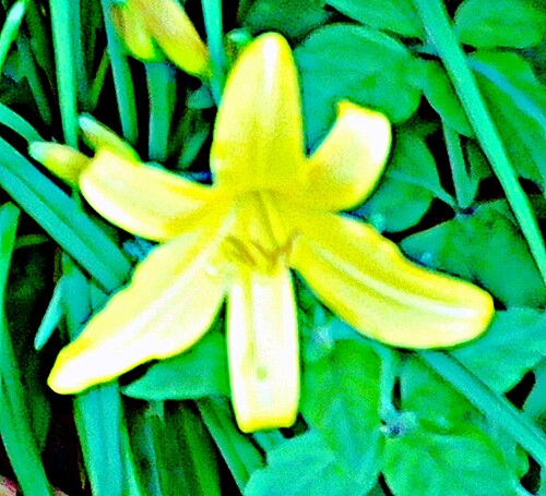 Gelbe-Blute-einerTaglHemerocallis-lilioasphedelusL.-1.jpeg