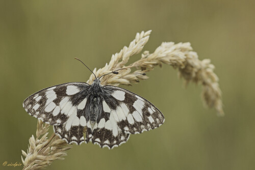 Schachbrettfalter_Melanargia-galathea_20250706_0012_B_Web.jpeg