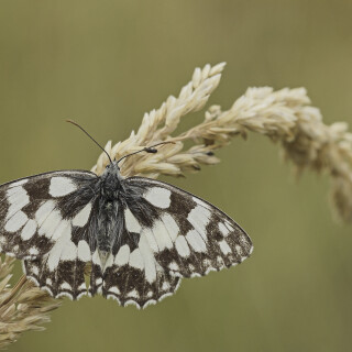 Schachbrettfalter_Melanargia-galathea_20250706_0012_B_Web