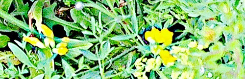 K800_Wiesen-PlatterbseLathyrus-pratenseL.t_upscayl_1x_ultrasharp.jpeg