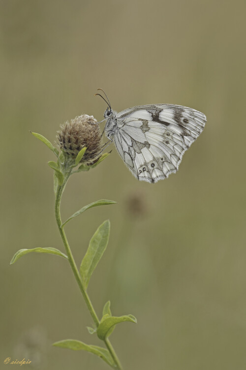 Schachbrettfalter_Melanargia-galathea_20250706_0007_B_Web.jpeg