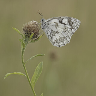 Schachbrettfalter_Melanargia-galathea_20250706_0007_B_Web