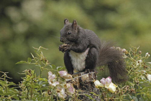 Eurasisches-Eichhoernchen_Sciurus-vulgaris_20250715_0001_B_Web.jpeg