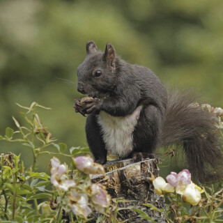 Eurasisches-Eichhoernchen_Sciurus-vulgaris_20250715_0001_B_Web