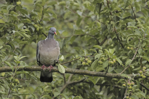 Ringeltaube_Columba-palumbus_20250715_0001_B_Web.jpeg