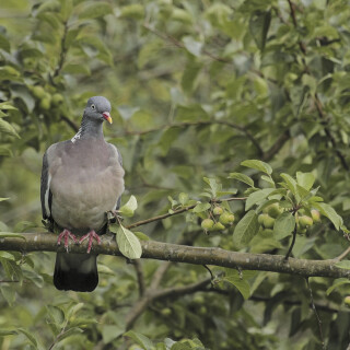Ringeltaube_Columba-palumbus_20250715_0001_B_Web