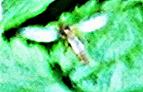 K800_Gemeine-StechmuckeCulex-pipiensL.-1758-1_upscayl_1x_ultrasharp.jpeg