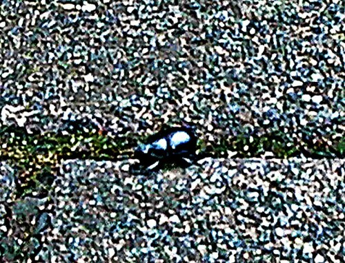 K800_Gemeiner-MistkaferGeotrupes-stercorarisuL.-1758-unterwegs-zwischen-Pflastersteinen-1-_upscayl_1x_ultrasharp.jpeg