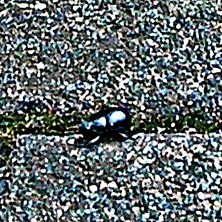 K800_Gemeiner-MistkaferGeotrupes-stercorarisuL.-1758-unterwegs-zwischen-Pflastersteinen-1-_upscayl_1x_ultrasharp