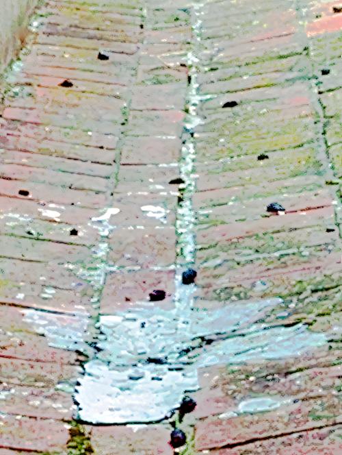 K800-Gewolle-eines-FalkenFalco-tinnunculusL.-1758_upscayl_1x_ultrasharp.jpeg