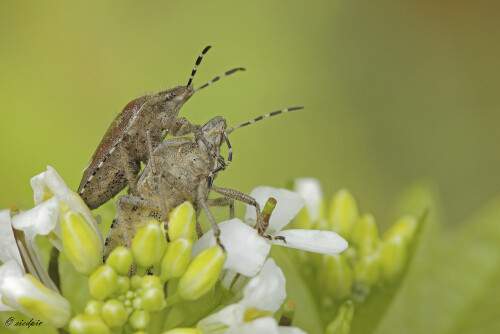 Beerenwanze_Dolycoris-baccarum_20250424_0003_B_Web.jpeg