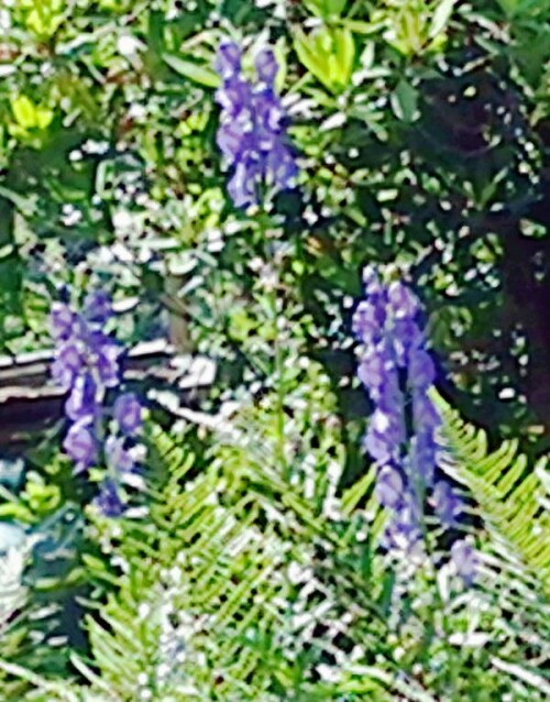 K800_Blauer-EisenhutAconitum-napellusL._upscayl_1x_ultrasharp.jpeg