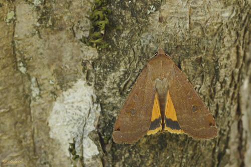Hausmutter_Noctua-pronuba_20250720_0001_B_Web.jpeg
