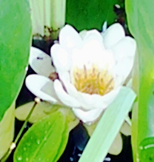 K800_Blute-n-von-weisen-SeerosenNymphaea-albaL._upscayl_1x_ultrasharp.jpeg