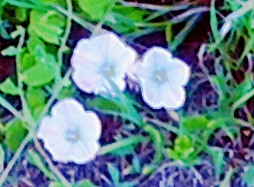 K800_Bluten-einer-AckerwindeConvolvulus-arvensisL._upscayl_1x_ultrasharp.jpeg
