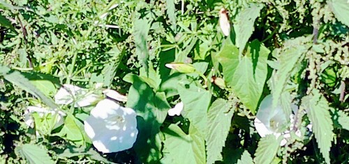 K800_ZaunwindeConvolvulus-sepiumL._upscayl_1x_ultrasharp.jpeg