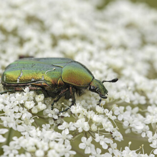 Gemeiner-Rosenkaefer_Cetonia-aurata_20250723_0005_B_Web