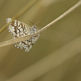 Gitterspanner_Chiasmia-clathrata_20250721_0001_B_Web