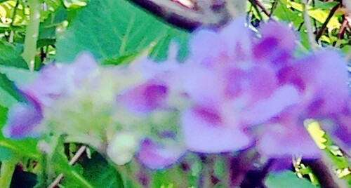 K800_GartenhortensieHydrangea-macrophylla_upscayl_1x_ultrasharp.jpg.jpeg