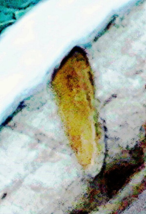 K800_Groses-OchsenaugeManiola-jurtinaL.-1758_upscayl_1x_ultrasharp.jpeg
