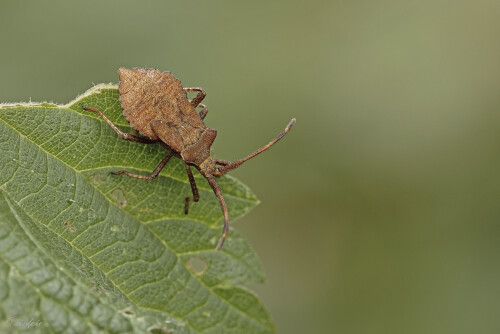 Saumwanze_Coreus-marginatus_20250706_0001_B_Web.jpeg