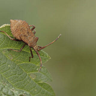 Saumwanze_Coreus-marginatus_20250706_0001_B_Web