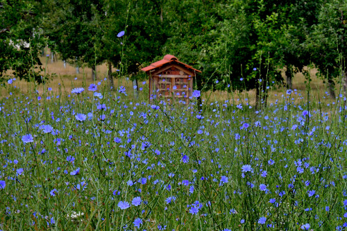 2025-07-09-Triesdorf-Insektenhotel-am-Rand-der-Wegwartenwiese-2.jpeg