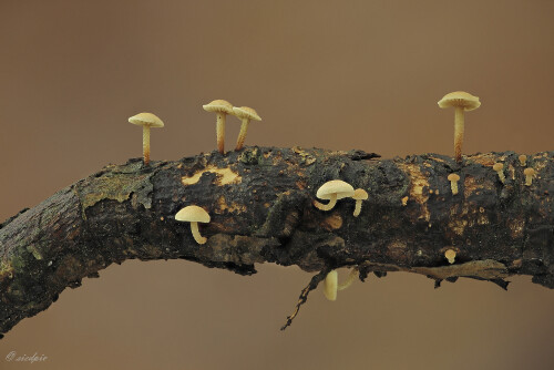 Aestchen-Zwergschwindling_Collybiopsis-ramealis_20250726_0001-30_B_Web.jpeg