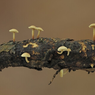 Aestchen-Zwergschwindling_Collybiopsis-ramealis_20250726_0001-30_B_Web