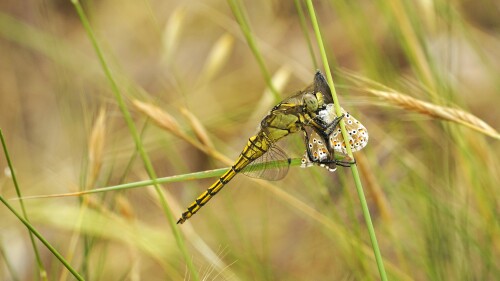 _DSC6615.jpeg