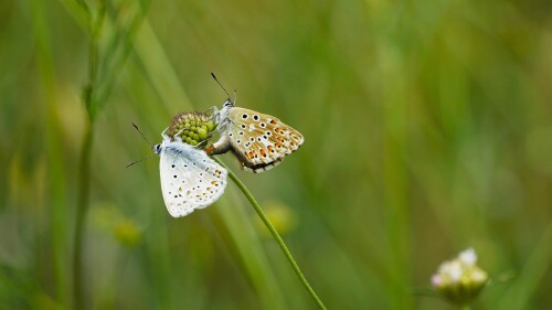 _DSC6664.jpeg
