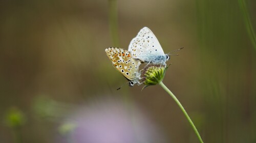 _DSC6669.jpeg