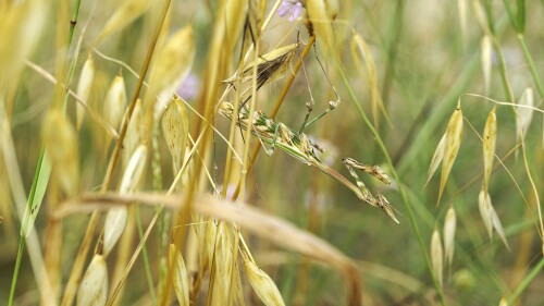_DSC7015.jpeg