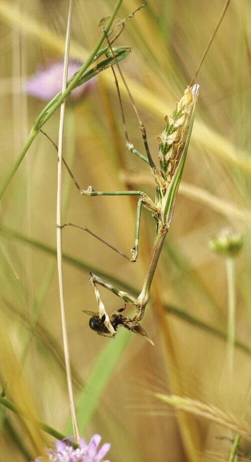 _DSC7038.jpeg