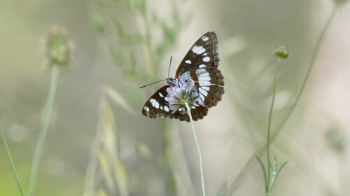 _DSC7089.jpeg