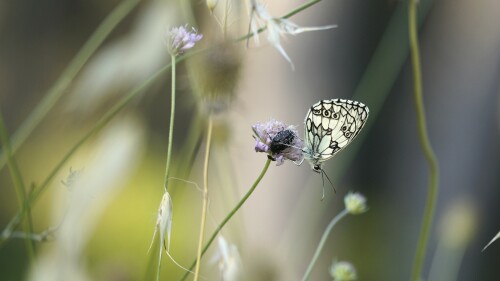 _DSC7213.jpeg