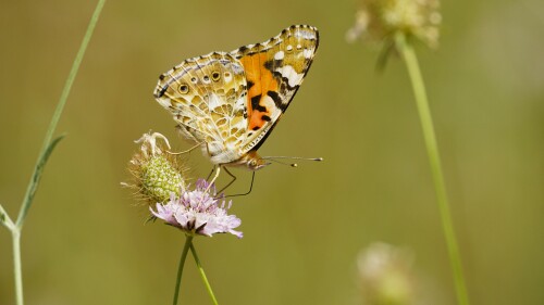 _DSC7392.jpeg