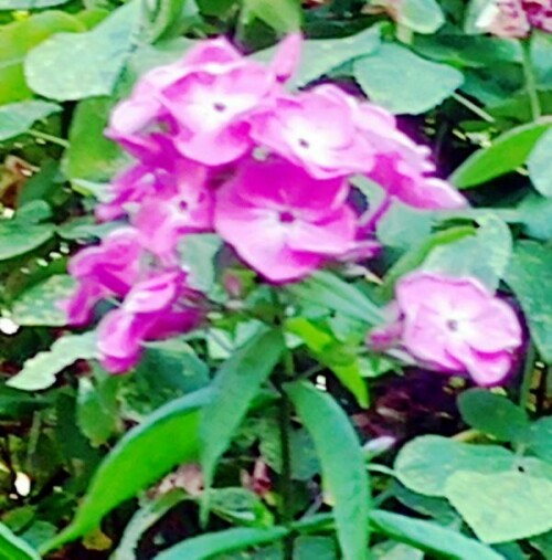 K800_Roter-PhloxPhlox-paniculatumL..jpeg