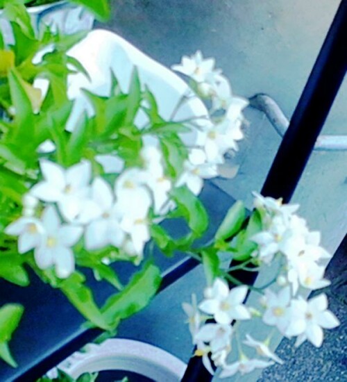 K800_Schwarzer-NachtschattenSolanum-nigrumL..jpeg