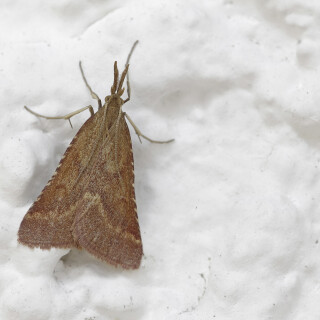 Duerrwiesen-Zuensler_Synaphe-punctalis_20250801_0002_B_Web