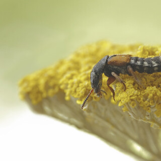 Kurzfluegler_Platydracus-stercorarius_20250801_0001_B_Web