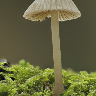 Rotschneidiger-Helmling_Mycena-rubromarginata_20250728_0001-46_B_Web